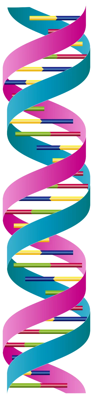 Esquema da dupla hélice de DNA em corte, mostrando as duas cadeias antiparalelas com o esqueleto de açúcar-fosfato no exterior, as bases nitrogenadas emparelhadas (adenina-timina, guanina-citosina) no interior ligadas por pontes de hidrogénio, e legendas em português.